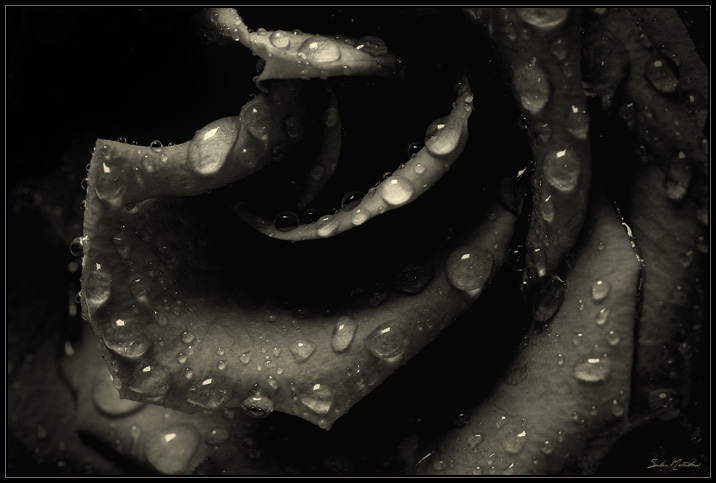 DP Blog